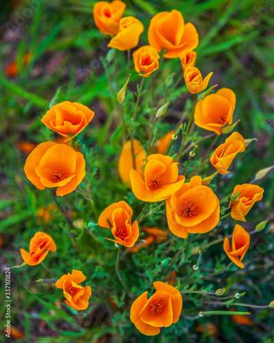 Closeup of Orange California Poppies Blooming  in a Field
