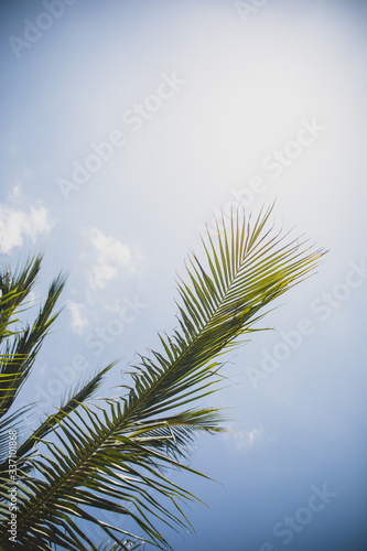 Green palm tree branches on bright blue sky background vertical © Khrystyna Pochynok