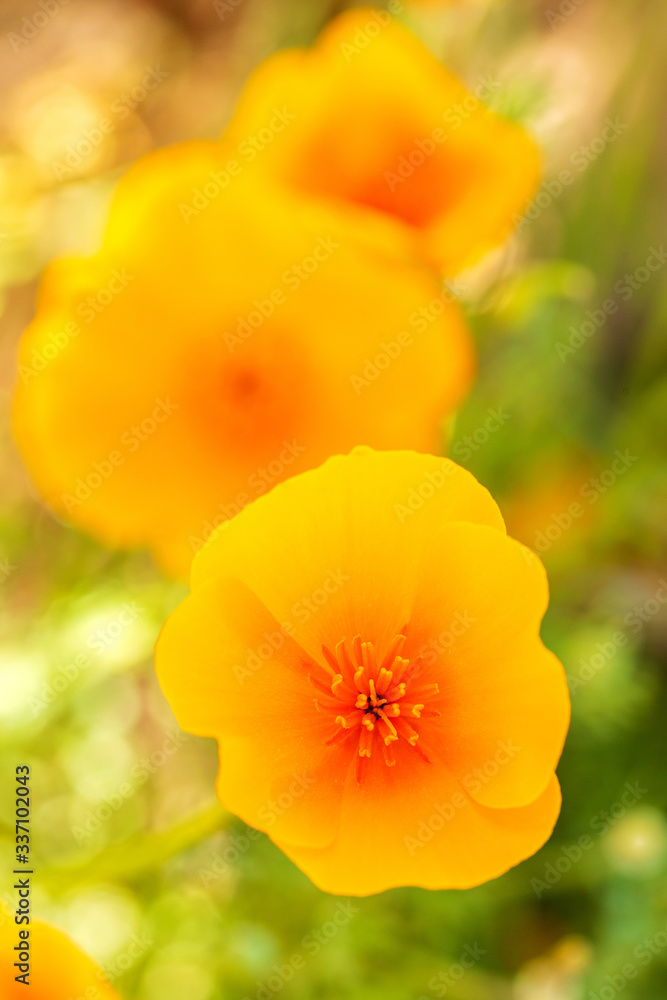 Yellow Orange California Poppy From Above Close-Up Yellow Orange California Poppy From Above Close-Up