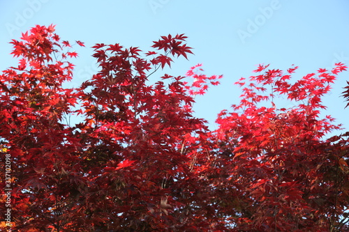 Bright red, yellow and orange leaves of the maple tree in fall against a blue sky 