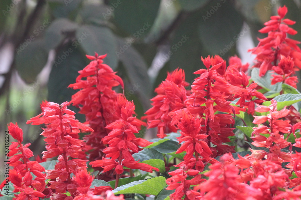 red flower in garden red flower in garden
