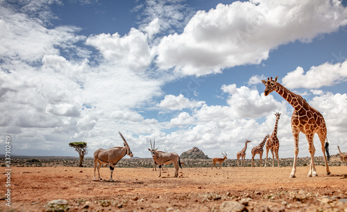 Oryx and reticulated giraffe in the wild