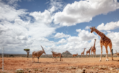Oryx and reticulated giraffe in the wild