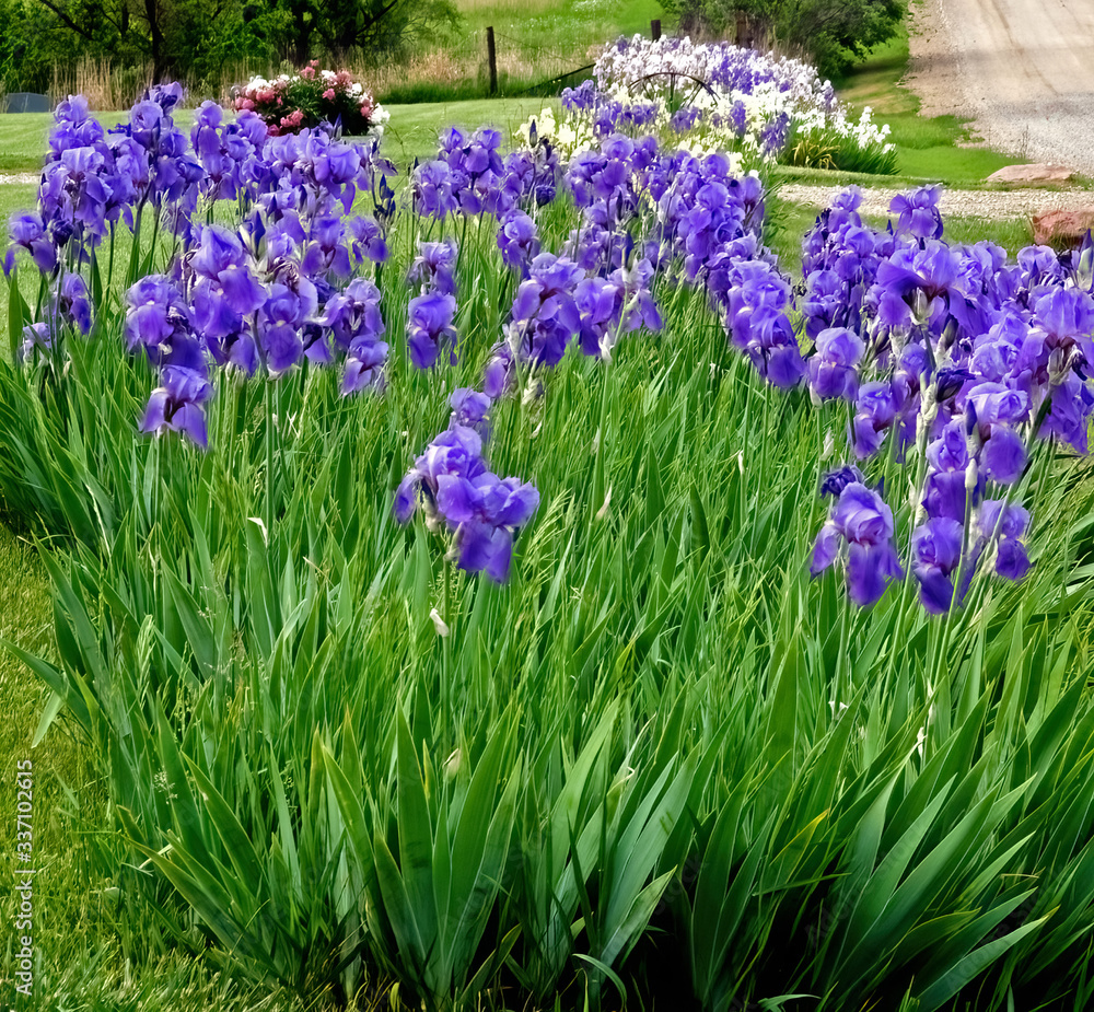 Flowers in bloom along roadside in Auburn Kansas May 23, 2014 Flowers in bloom along roadside in Auburn Kansas May 23, 2014