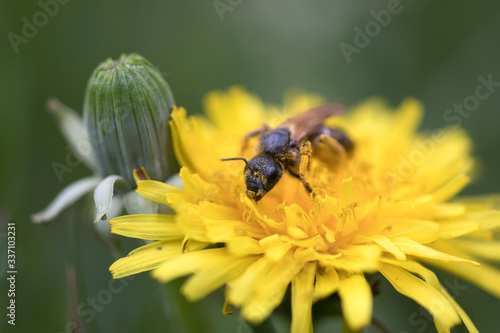 Hymenoptera bee insect feeding on polen and nectar from dandelion flower