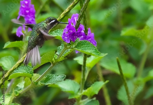 Female White-throated Mountain-gem hovers while drinking necture from small purple flower