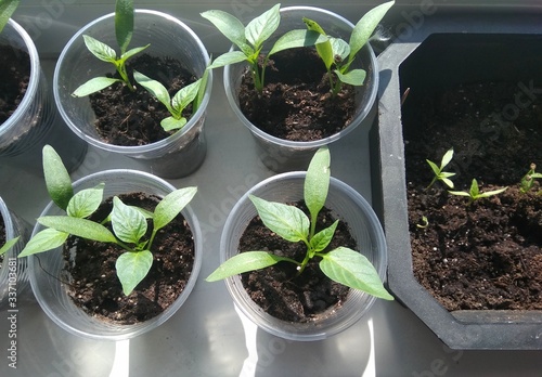 seedling in a pot