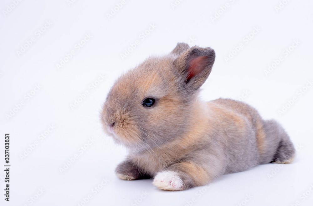 Fototapeta premium Little baby brown bunny rabbit with short ear lie down on white floor and background.