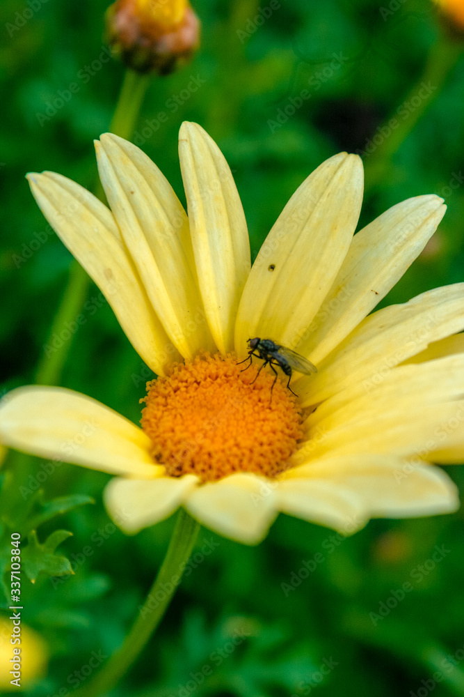 Obraz premium la flor y el insecto