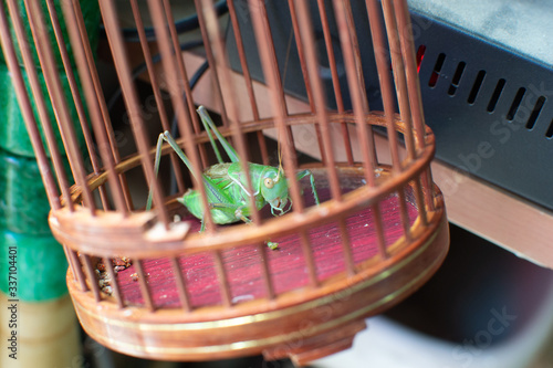 Grasshopper Cricket in Cage Lucky China