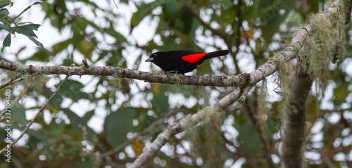 Male Scarlet-rumped Tanager reading for flight on long bare branch photo