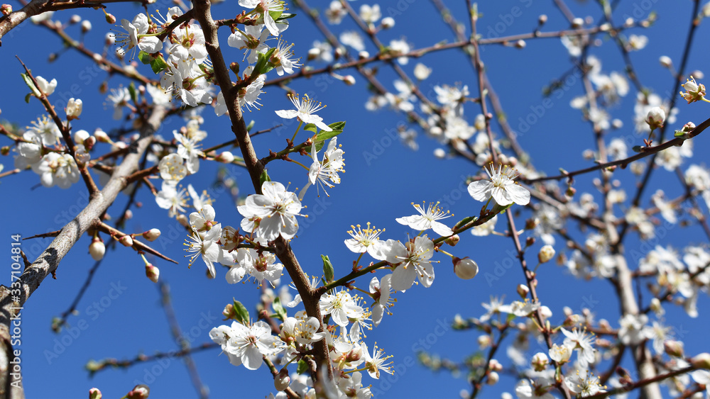 Weiße Blüten Kirschplaume, Prunus cerasifera, in der Sonne, Frühling Weiße Blüten Kirschplaume, Prunus cerasifera, in der Sonne, Frühling