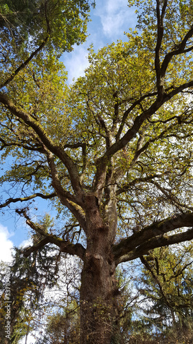 Large oak tree in Galicia in northern Spain