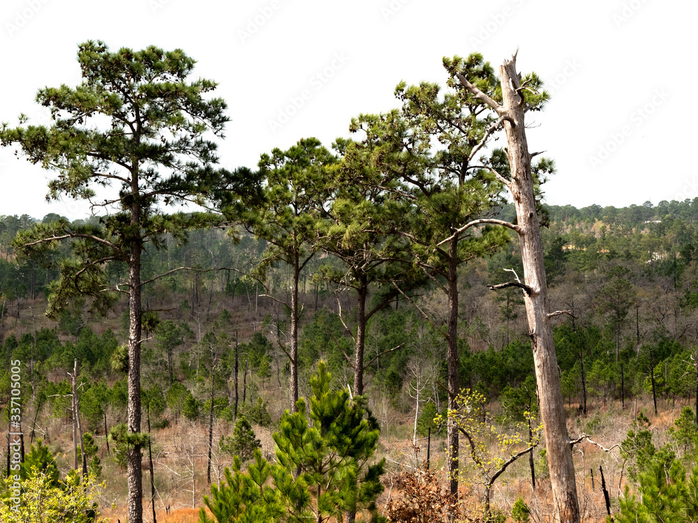 Fototapeta premium bastrop scenic loop