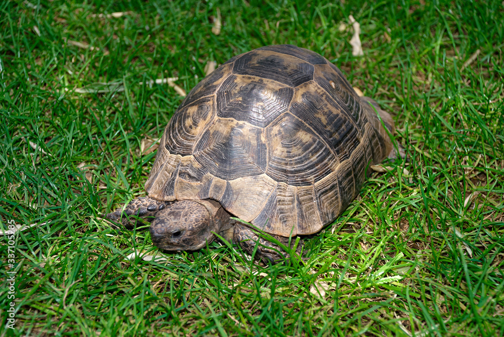 Close up of a tortoise crawling through the green grass in a sunny day. Close up of a tortoise crawling through the green grass in a sunny day.