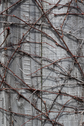 Texture of Vines on Wooden Fence