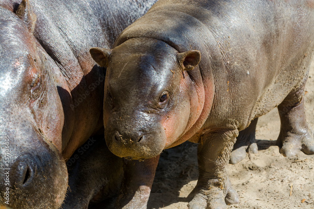 Fototapeta premium Pygmy hippo baby and her mother in the sunshine