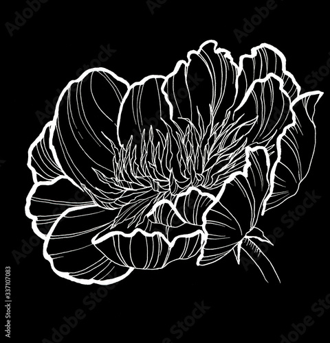 bouquet of peony flowers, asters with leaves, in the form of an angle drawn with white lines on a black background, linear hand drawing, monochrome drawing for printing on fabric and pap