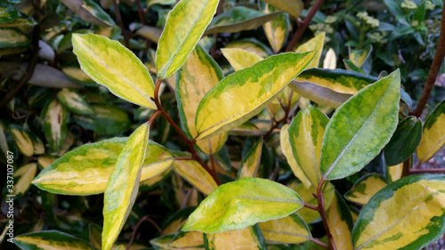 Quadro su tela Elaeagnus x ebbingei 'Limelight'