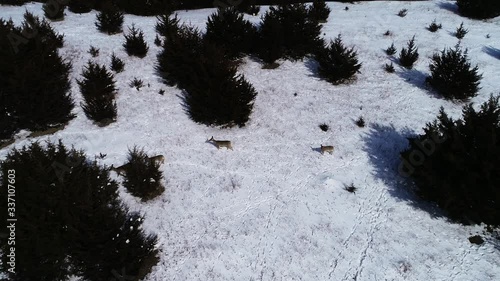 Herd of deer look for food in snowy landscape, aerial