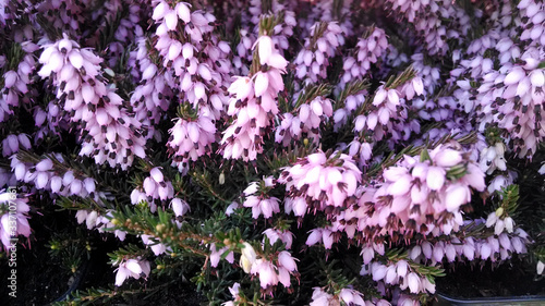 Erica x darleyensis 'Bert' photo