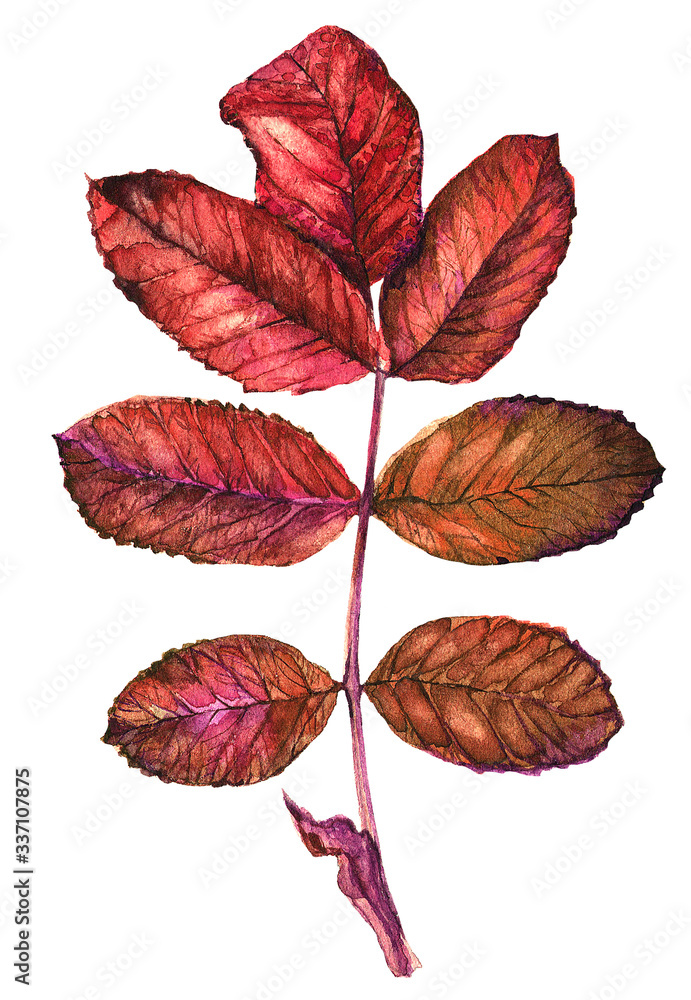 Obraz premium Autumn red, yellow, orange maple leaf, rowan leaf, ligature, depicted on a white background, isolated, hand painted watercolor red. Suitable for printing on fabric and paper.