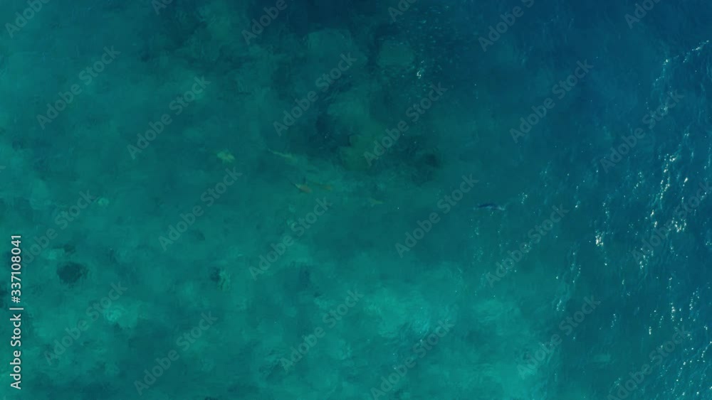 Black Tip Sharks Hunting Tuna On The Deep Blue Ocean In Fiji With Coral Reef At The Bottom - Aerial Shot Black Tip Sharks Hunting Tuna On The Deep Blue Ocean In Fiji With Coral Reef At The Bottom - Aerial Shot