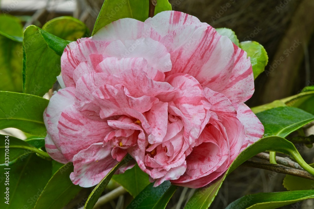variegated camellia flowers and buds on a shrub variegated camellia flowers and buds on a shrub