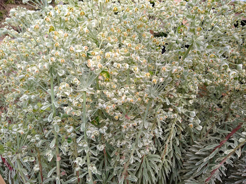 Fotografie Euphorbia characias 'Silver Swan'