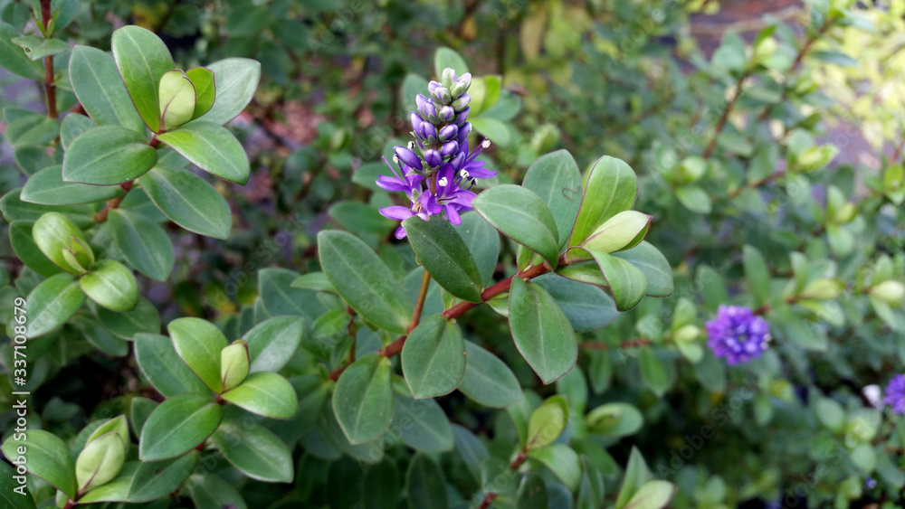 Hebe 'Autumn Glory' Hebe 'Autumn Glory'