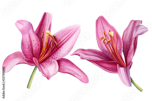 Pink lilies  floral design. Watercolor flowers on an isolated background  hand drawing