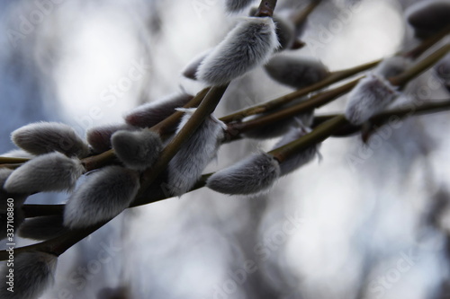 willow bloom, furry fur seals on a tree spring flowering nature photo