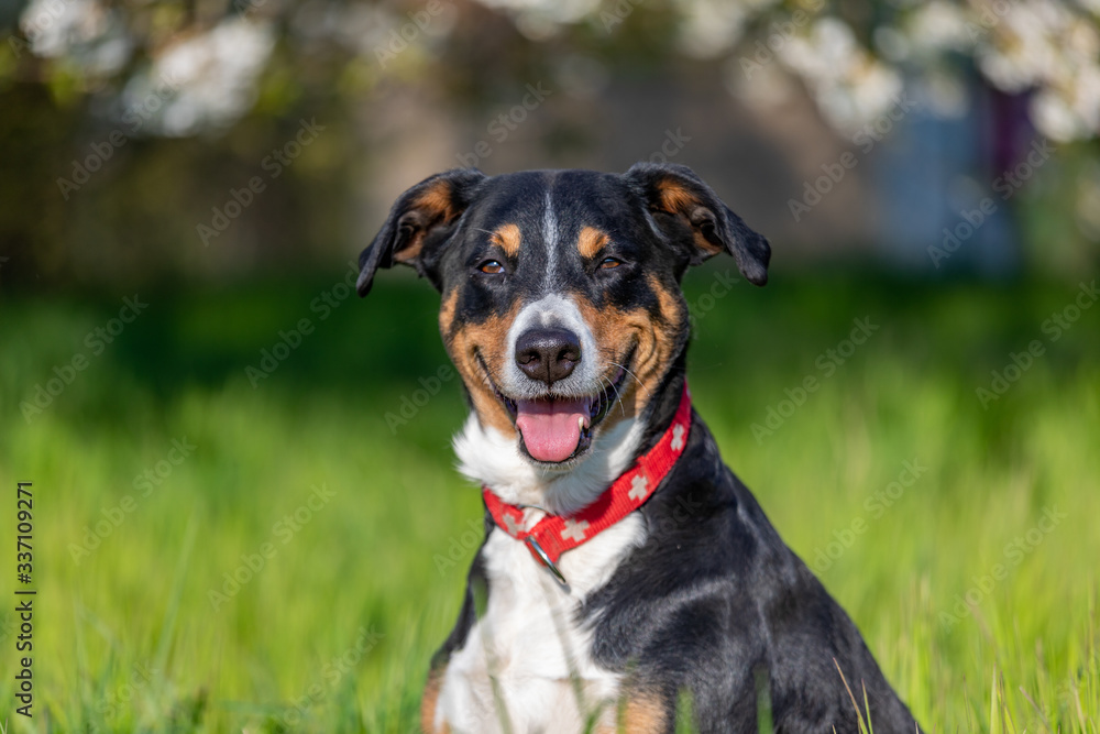 Appenzeller Sennenhund in a field on nature. Portrait of a pet. Cherry Blossom