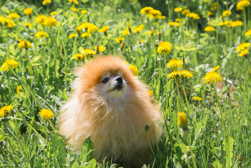 Beautiful little Pomeranian dog in a meadow with yellow flowers