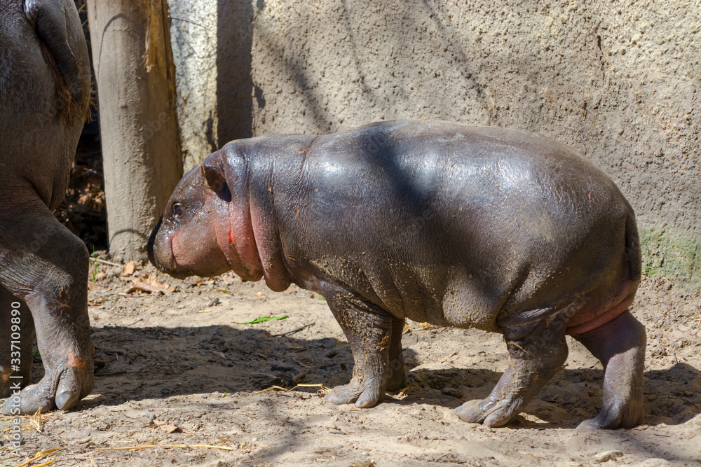 Pygmy hippo baby in the spring sunshine Pygmy hippo baby in the spring sunshine