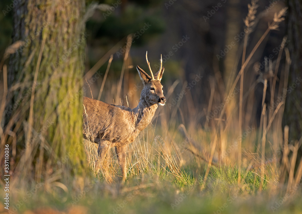 European roe deer, capreolus capreolus, European nature, Czech wildlife European roe deer, capreolus capreolus, European nature, Czech wildlife