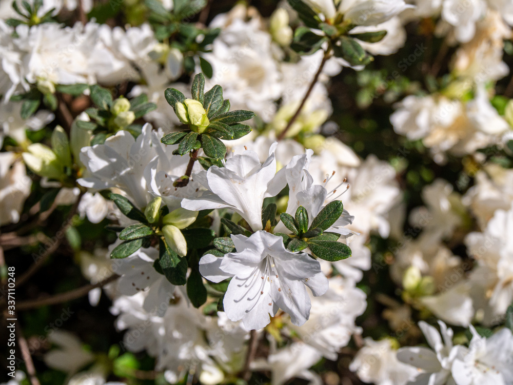 Fototapeta premium white flowers