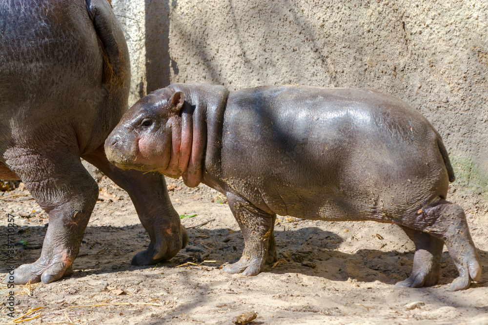 Pygmy hippo baby in the spring sunshine Pygmy hippo baby in the spring sunshine