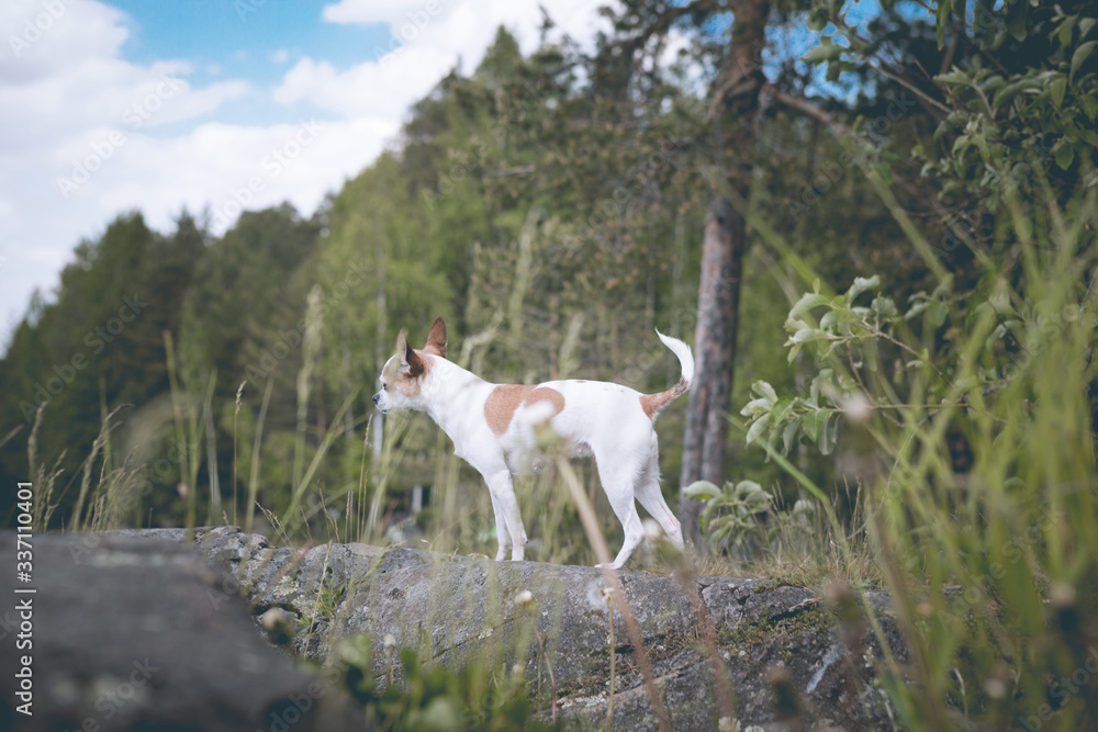 Chihuahua walks along a rocky shore near the lake. Miniature dog on the street. Chihuahua walks along a rocky shore near the lake. Miniature dog on the street.