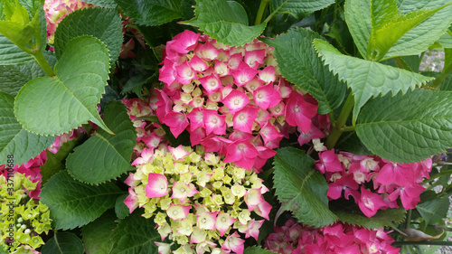 Photos Hydrangea macrophylla 'Red Baron'