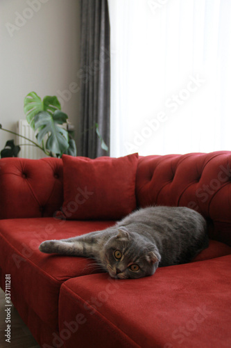 lazy scottish fold cat lie down on red chesterfield sofa at home 