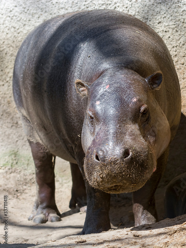 Pygmy hippo mother in the sunshine at her house