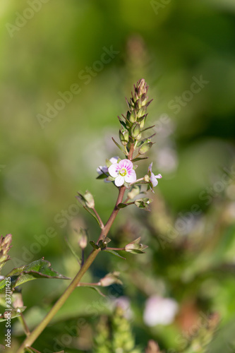 Macrophotography de fleur sauvage - Mouron d'eau - Veronica anagallis-aquatica © panosud360