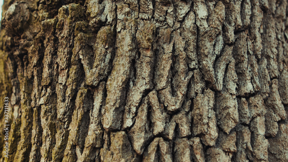 Close-up old pine tree trunk with brown bark in the forest. Sun breaks through trees shining and warming up nature in early spring. Close-up old pine tree trunk with brown bark in the forest. Sun breaks through trees shining and warming up nature in early spring.
