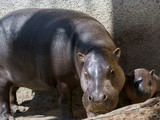 Pygmy hippo baby and her mother in the sunshine