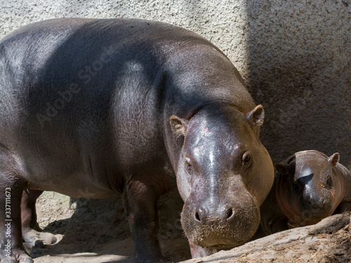 Pygmy hippo baby and her mother in the sunshine