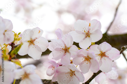 Fototapeta Naklejka Na Ścianę i Meble -  Cherry blossom on branches