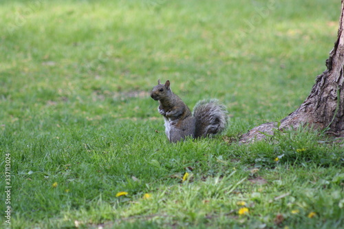 squirrel in the park © Giovani