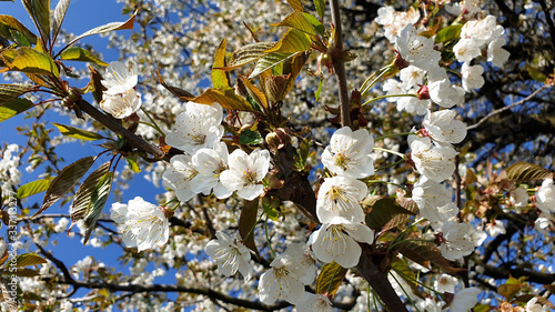 spring tree branches with blossoms
