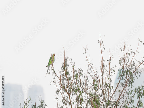 Perching Green Parrot over the Ganges in Varanasi, India photo